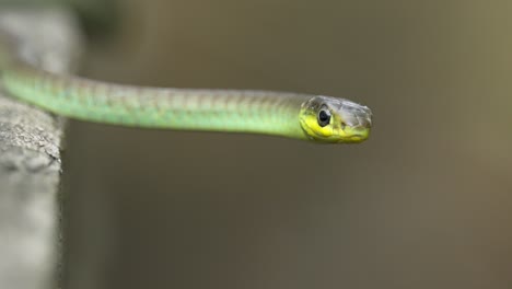 Close-up-of-the-head-of-a-green-tree-snake-in-Australia-with-bokeh-background