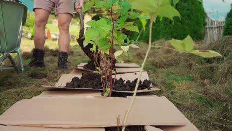 Putting-Mulch-Onto-Cardboards-Around-Young-Raspberry-And-Apple-Trees