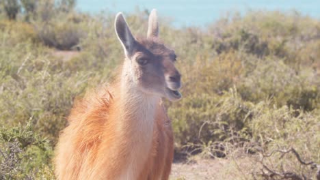 Single-Guanaco-Mid-Shot,-grazing-between-small-bushes-as-wind-blows-its-hair,-looking-around-keeping-a-watch-as-it-chews