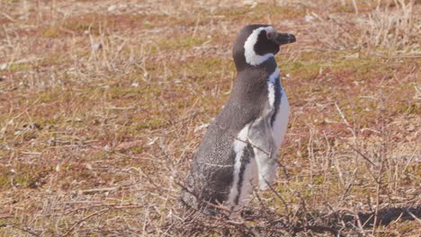 Zwischenaufnahme-Eines-Magellan-Pinguins,-Der-über-Das-Bild-Geht-Und-Seine-Nester-Durchquert,-Während-Er-Sich-Seinem-Eigenen-Nähert