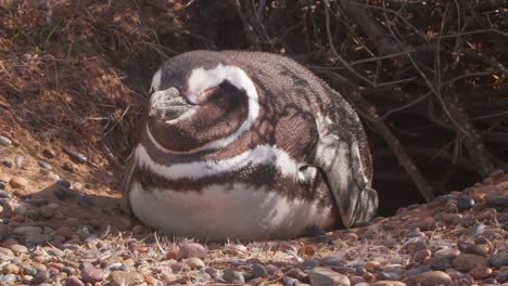 Pan-shot-of-a-Magellanic-Penguin-Resting-peacefully-at-the-entrance-of-its-nest