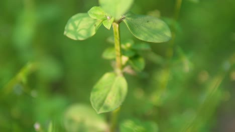 Macro-of-a-Plant-Leaves-with-a-Vibrant-Green-in-Background