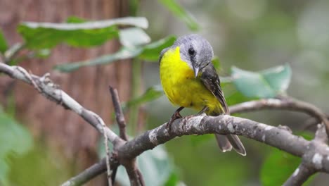Curious-Eastern-Yellow-robin-bird-looks-sideways-before-flying-down-to-the-ground