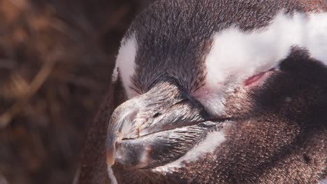 Super-close-slider-shot-of-a-sleeping-Megallanic-Penguin-at-midday-with-details-of-its-tight-feathers-visible