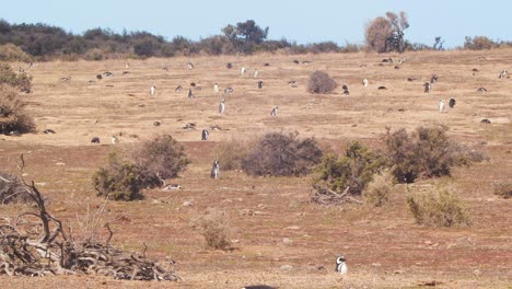 Wide-Pan-Shot-of-Nesting-penguin-Colony-near-Shore-of-puerto-madryn-in-Argentina