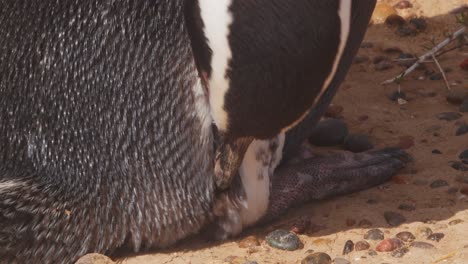 Super-Nahaufnahme-Eines-Pinguins,-Der-Sich-Putzt-Und-Seine-Kurzen-Federn-Pflegt,-Magellan-Pinguin-Sorgfältige-Körperpflege