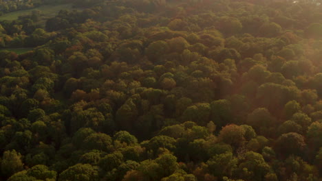 Aerial-shot-over-backlit-dense-woods-in-an-English-park