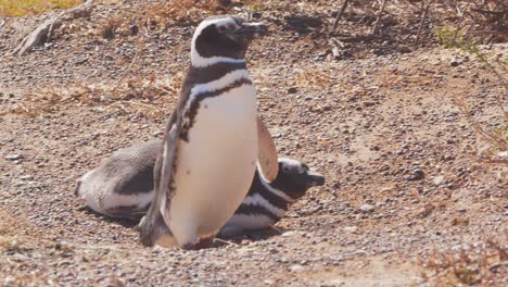 Magellanic-Penguin-walks-past-a-sleeping-penguin-on-its-way-to-its-nest-across-the-sandy-landscape