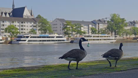 Under-shade-of-city-buildings,-Geese-waddle-near-on-riverbank