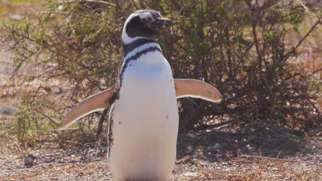 Magellanic-Penguin-stops-puts-out-its-wings-then-preens-and-starts-to-walk-around-the-nesting-colony
