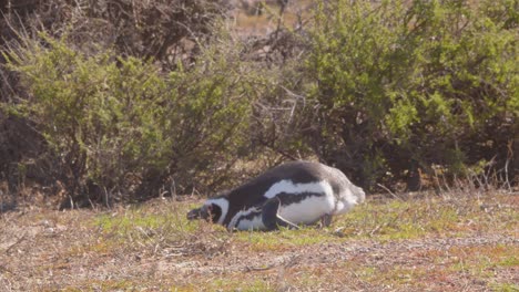 Ein-Verletzter-Magellan-Pinguin-Hat-Schwierigkeiten-Beim-Gehen-Und-Stürzt,-Macht-Eine-Pause-Und-Steht-Auf