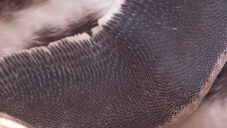 Super-Nahaufnahme-Eines-Pinguinflügels,-Die-Die-Struktur-Und-Anordnung-Der-Federn-Zeigt,-Die-Ihm-Beim-Schwimmen-Im-Meer-Helfen