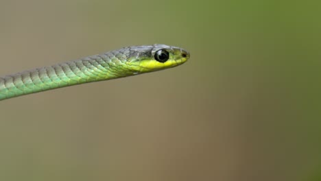 Close-up-of-the-head-of-a-green-tree-snake-in-Australia-with-bokeh-background