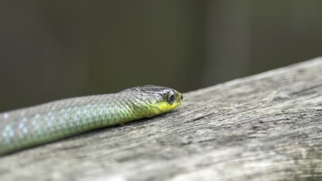 Green-tree-snake-lies-motionless-close-up-shot