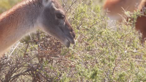A-Guanaco-carefully-picking-leaves-to-eat-from-the-thorny-bushes-using-its-tongue