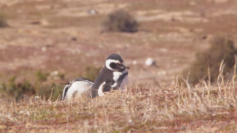 Mittagsszene-In-Einer-Brutkolonie-Von-Magellan-Pinguinen,-Wo-Zwei-Schläfrige-Pinguine-Versuchen,-In-Der-Hellen-Sonne-Einzuschlafen
