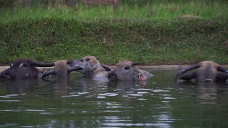 Natural-buffalo-inside-of-water-at-conservation-park,-no-people