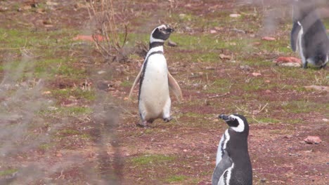 Magellan-Pinguin-Kommt-Auf-Lustige-Weise-Herunter-Und-Gesellt-Sich-Zu-Anderen-An-Einem-Felsigen-Ufer