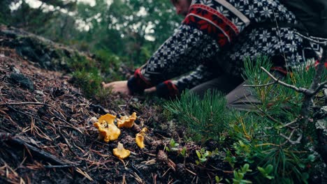 Man-Harvesting-Chanterelle-in-Indre-Fosen,-Norway---Close-Up