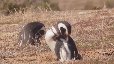 Dos-Pingüinos-Magallánicos-Acicalándose-Sentados-En-La-Hierba-Seca-De-La-Playa-De-Arena-Limpiando-Sus-Plumas.