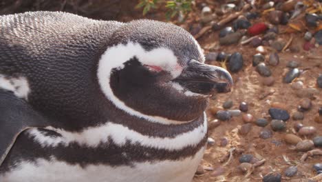Super-Closeup-of-a-resting-Penguin-on-sand-,-Pan-of-Magellanic-Penguin-sleeping-opening-its-eyes-midday