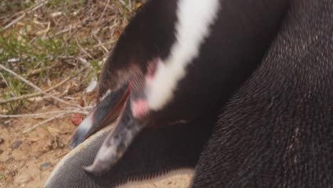 Closeup-shot-of-a-Megellanic-Penguin-bird-meticulously-cleaning-its-feathers-with-its-beak