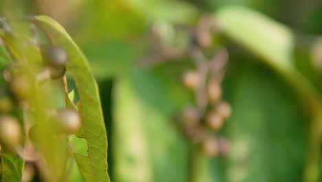 Microcos-Tomentosa-Pflanze-Mit-Früchten-Und-Blättern