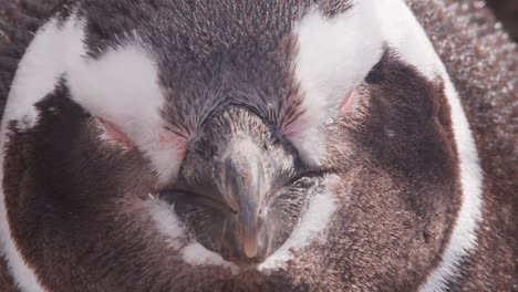 Head-Shot-of-a-Sleepy-Penguin,-Portrait-texture-,-super-closeup-Magellanic-Penguin