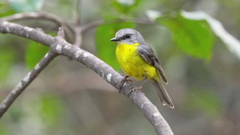 Eastern-yellow-robin-perched-on-a-branch-flies-away-in-slow-motion