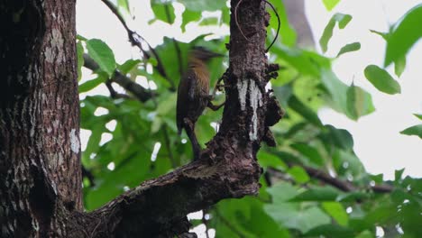 Pecking-on-the-side-of-this-branch-as-it-progresses-going-up-taking-off-barks-and-exposing-food,-Laced-Woodpecker-Picus-vittatus-Female,-Thailand