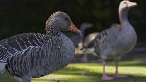 Two-Greylag-Geese-standing-as-residents-of-city-pass-in-the-background