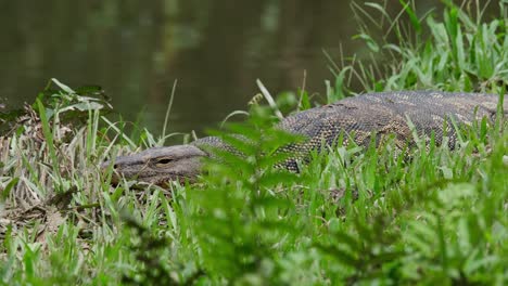 Camera-zooming-out-this-reptile-resting-on-the-grass-at-the-stream,-Water-Monitor-Varanus-salvator,-Thailand