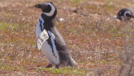 Magellanic-Penguin-with-a-injured-leg-hobbles-up-the-dry-grass-shore-with-pain-before-stopping-and-taking-a-break