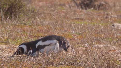 Der-Magellan-Pinguin-Vogel-Fällt-Ein-Paar-Mal-Hin-Und-Her,-Bevor-Er-Unbeholfen-Wieder-Auf-Die-Beine-Kommt-Und-Durch-Das-Trockene-Gras-In-Küstennähe-Läuft