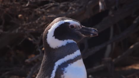 Verfolgen-Sie-Die-Nahaufnahme-Eines-Wandernden-Magellan-Pinguins,-Während-Er-Langsam-Voranschreitet-Und-Anhält