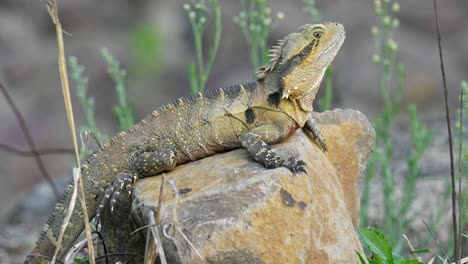 Eastern-water-dragon-basking-in-the-late-afternoon-sun-on-a-rock