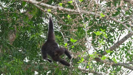 Hanging-with-one-hand-reaching-out-for-fruits-and-then-swings-to-the-left-to-go-away,-White-handed-Gibbon-or-Lar-Gibbon-Hylobates-lar,-Thailand