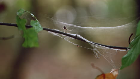 Spider-building-web-on-a-branch,-autumn-in-the-forest