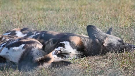 Zwei-Afrikanische-Wildhunde,-Bemalte-Hunde,-Blicken-Von-Ihren-Köpfen-Auf-Den-Boden
