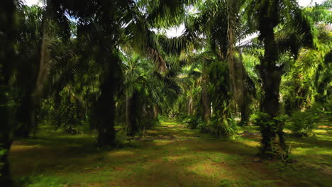 POV-Spaziergang-Im-Thailändischen-Palmendschungelwald-Mit-Intensiver-Landwirtschaft-Für-Die-Ölförderung-In-Asien