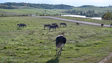 African-Zebras-and-Ostrich-grazing-in-field-in-fenced-pasture