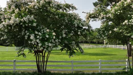 Witness-the-grace-and-beauty-of-nature-in-motion-as-an-elegant-horse-trots-through-a-pristine-club-field-adorned-with-Crepe-Myrtles-in-full-bloom