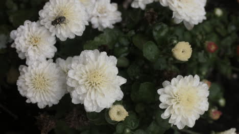 A-fly-pollinates-a-flower-in-a-Southern-California-garden