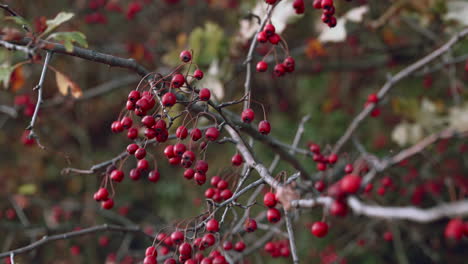 Ripe-hawthorn-in-the-forest-in-autumn