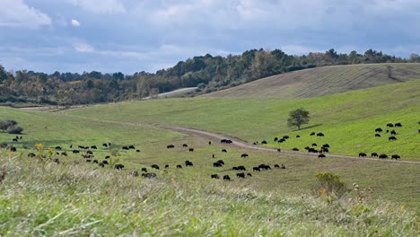 American-Bison-herd-on-grassland-rolling-hills