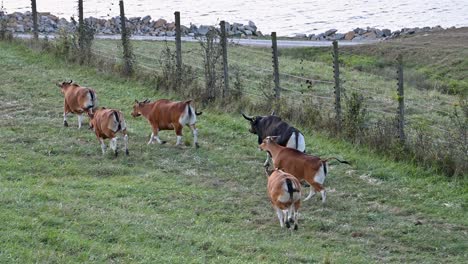 Wild-bull-chasing-female-cows,-running-in-pasture