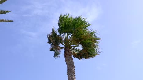 Palmtree-crown-blown-by-strong-wind-from-left-while-a-seagull-is-flying-gliding-against-the-wind-from-right-to-left