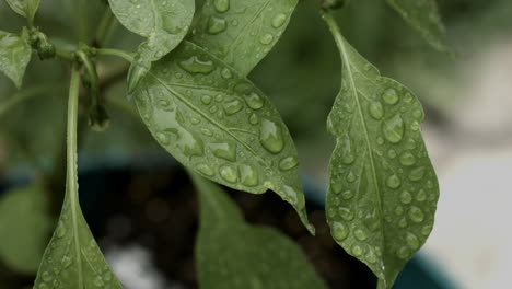 Footage-of-raindrops-on-a-green-leaf-during-a-rare-Southern-California-storm