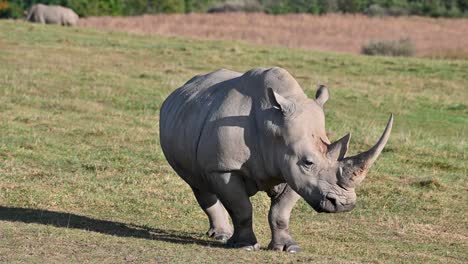 Northern-White-Rhinoceros-standing-in-pasture-looking-around-large-horn