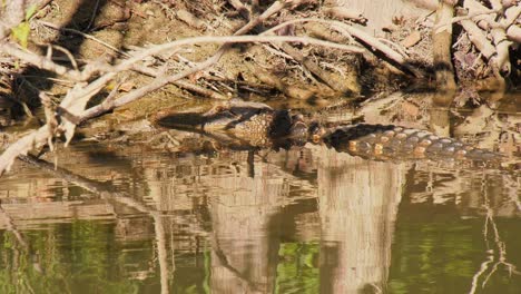 Alligator-laying-at-the-edge-of-the-water-getting-the-evening's-last-sun-light